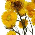 Floristik24 Gedroogde Bloem Gele Strobloem Helichrysum Droge Decoratie Bos 50cm 45g