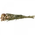 Floristik24 Strobloem Geel, Rood gedroogde Helichrysum gedroogde bloem 50cm 60g