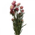 Floristik24 Strawflower Roze gedroogde Helichrysum gedroogde bloemen bos 45cm 45g