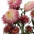 Floristik24 Strawflower Roze gedroogde Helichrysum gedroogde bloemen bos 45cm 45g
