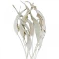 Floristik24 Strelitzia bladeren gewassen wit gedroogd 45-80cm 10p