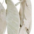 Floristik24 Strelitzia bladeren gewassen wit gedroogd 45-80cm 10p