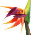 Floristik24 Strelitzia paradijsvogel bloem 62cm