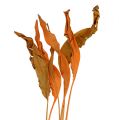 Floristik24 Strelitzia bladeren oranje 120cm 20st