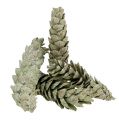 Floristik24 Strobus kegels als natuurlijke decoratie 15cm - 20cm groen 50st