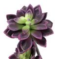 Floristik24 Vetplant donker paars-grijs Ø7cm, Ø10cm H30cm