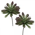 Floristik24 Succulent groen, bordeaux 10cm 12st