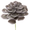 Floristik24 Kunstmatige vetplantbloemen van was, decoratie, 10 cm, 6 stuks