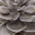 Kunstmatige vetplantbloemen van was, decoratie, 10 cm, 6 stuks | Floristik24.nl