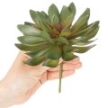 Kunstmatige vetplant als decoratieve plant, groen, 18 cm, 3 stuks | Floristik24.nl