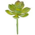 Floristik24 Kunstmatige groene vetplant als decoratie voor creatieve arrangementen.