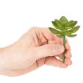 Kunstmatige groene vetplant als decoratie voor creatieve arrangementen. | Floristik24.nl