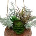 Floristik24 Succulent groen in pot om op te hangen 24cm