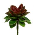 Floristik24 Succulente steen roos 6cm groen 6st