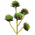 Floristik24 Succulente pick groen / bruin 35,5 cm