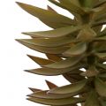 Floristik24 Succulente tak lichtbruin groen 48cm