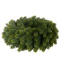 Kunstmatige dennenkrans, groen, rond, 50 cm | Floristik24.nl