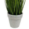 Floristik24 Tafeldecoratie decoratief gras in een groene pot 30cm