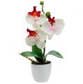 Floristik24 Tafeldecoratie orchidee in roompot H29cm