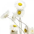 Floristik24 Droogbloemen Acroclinium Witte bloemen droge bloemisterij 60g