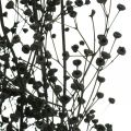 Floristik24 Gedroogde bloem Massasa zwart natuurlijke decoratie 50-55cm bos van 10st