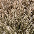 Gedroogde lavendel, bosje, Statice, natuur, 1 kg | Floristik24.nl