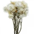 Floristik24 Droogbloemen kapbloemen naturel wit, strobloemen, droogbloemenboeket H33cm