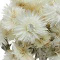 Floristik24 Droogbloemen kapbloemen naturel wit, strobloemen, droogbloemenboeket H33cm