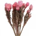 Floristik24 Droogbloemen Hoedbloemen Roze strobloemen Droogbloemen H30cm