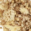 Droogbloemenkrans gebleekte sierkrans crème Ø25cm | Floristik24.nl