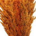 Floristik24 Gedroogd gras, zegge, gedroogd, siergras, oranje, 70 cm, 10 stuks