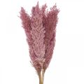 Floristik24 Gedroogd gras Zeggegras gedroogd siergras roze 70cm 10 stuks