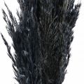 Floristik24 Gedroogd gras Zeggegras gedroogd zwart siergras 70cm 10 stuks