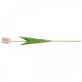 Floristik24 Tulp roze bloemstengel H67cm
