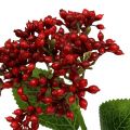 Floristik24 Bessentak Rode planten van viburnum 54cm 4st