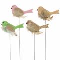 Floristik24 Decoratieve plug vogel hout groen, roze, geel, oranje assorti 7cm x 4cm H24cm 16st