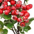 Floristik24 Kersttakken met rode bessen, winterdecoratie, harpberry rood gesneeuwd L58cm