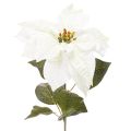 Floristik24 Kunstmatige witte poinsettia, grote bloeiende takdecoratie, 65 cm, 2 stuks
