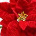 Floristik24 Kerstster kunstbloem rood 67cm