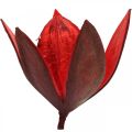 Floristik24 Wilde lelie rood natuurlijke decoratie droogbloemen 6-8cm 50st