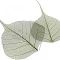 Floristik24 Wilgenbladeren geskeletteerd donkergroen, natuurlijke decoratie, decoratieve bladeren 200 stuks