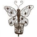 Floristik24 Lantaarn metalen wanddecoratie vlinder roest decoratie 36,5cm