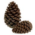 Floristik24 Kegels Pinus Maritima 10cm - 15cm naturel 3st