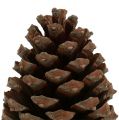 Floristik24 Kegels Pinus Maritima 10cm - 15cm naturel 3st