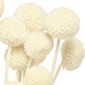 Craspedia gedroogde drumsticks crème 45-55cm 20 st | Floristik24.nl