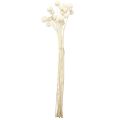 Craspedia gedroogde drumsticks crème 45-55cm 20 st | Floristik24.nl