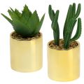 Floristik24 Cactussen groen in gouden pot 12cm - 17cm 4st