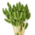 Floristik24 Konijnenstaartgras siergras Lagurus olijfgroen L65cm 50g