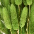 Konijnenstaartgras siergras Lagurus olijfgroen L65cm 50g | Floristik24.nl