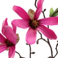 Floristik24 Magnoliatak roze 45cm 4st